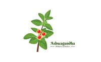 Najpopularniejszy ADAPTOGEN - Ashwagandha 
