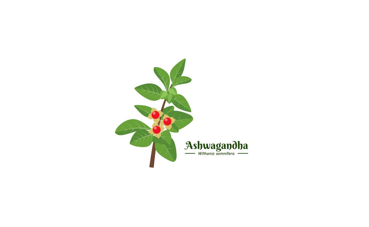 Najpopularniejszy ADAPTOGEN - Ashwagandha 